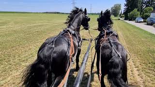 Kutsche mit Friesen im Galopp über eine Wiese