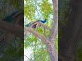 peacock 🦚//#morning #peackok #peace #fluteplayer #morningtune #shorts #viralvideo #villagelife