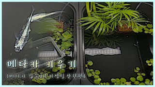 [메다카 입문&초기셋팅,산란] Japanese Medaka fish setup