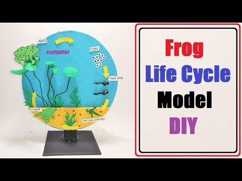 frog life cycle model making for science project | diy | craftpiller