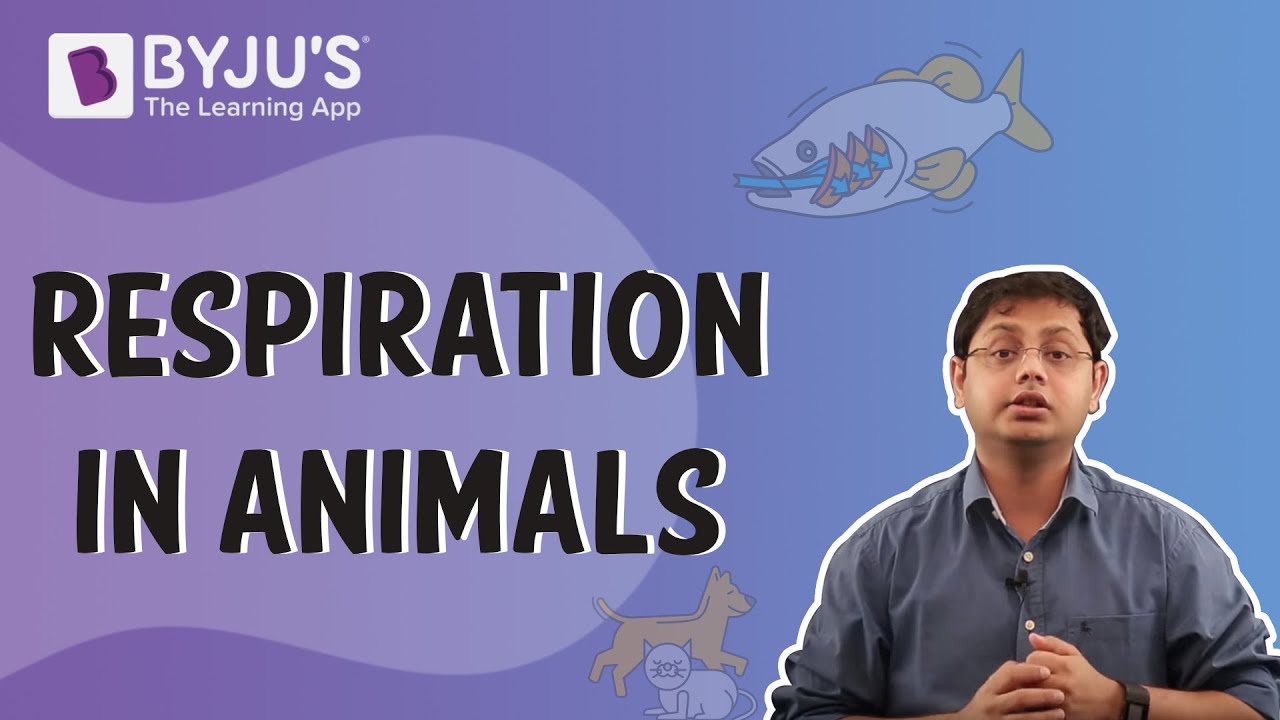 Respiration In Animals I Class 10 I Learn With Byju'S