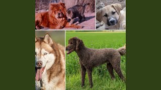 Background for The Sweetest Dogs