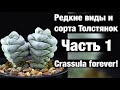 Крассула Crassula редкие виды и сорта. Часть 1. Моя коллекция Толстянок.