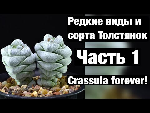 Video: Geogenanthus Ondulato