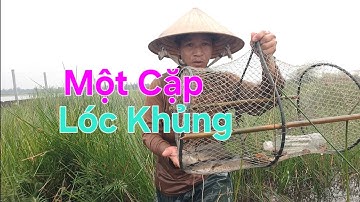 Lờ Cá Dô Mồi Ốc Bươu Vàng Đặt Thật Hiệu Quả - Dính Cặp Cá Lóc Đồng To Béo Thiệt Ngon 