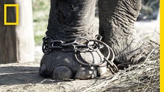 Unchaining Captive Elephants in Nepal | National Geographic