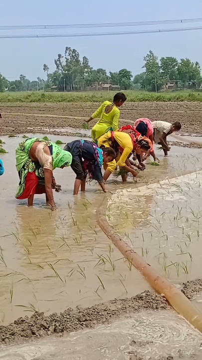 superhit avadhi kajari geet#shortsvideo #viral #youtubeshorts #