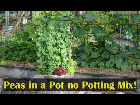 Vídeo: Container Garden Peas - Cultivando e cuidando de ervilhas em vasos