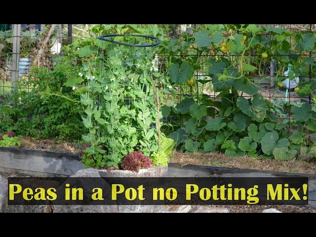 Growing Peas in a Pot Container Gardening Small Spaces - YouTube