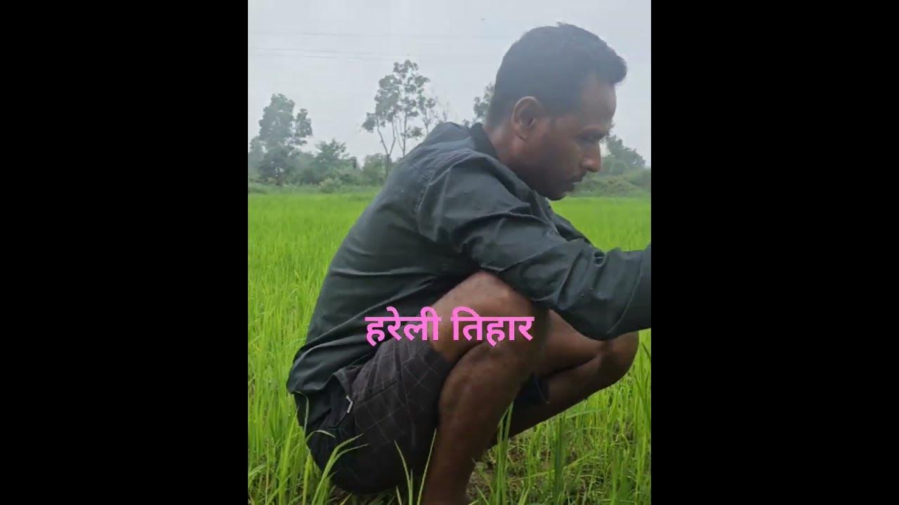 Bastar ke Hareli tiyarshortvideo YouTube