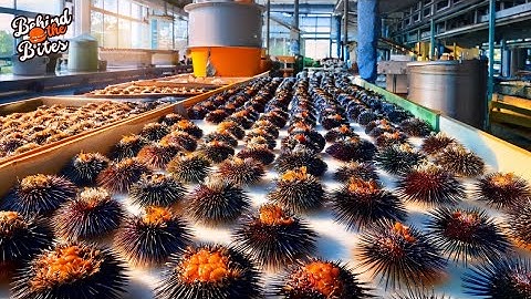 How Millions of UNI Are Caught & Processed | Massive UNI Processing Factory