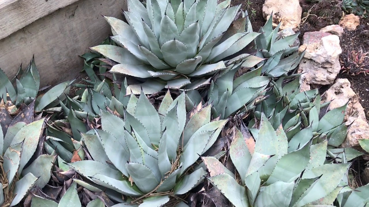 Conservatory greenhouse week 4