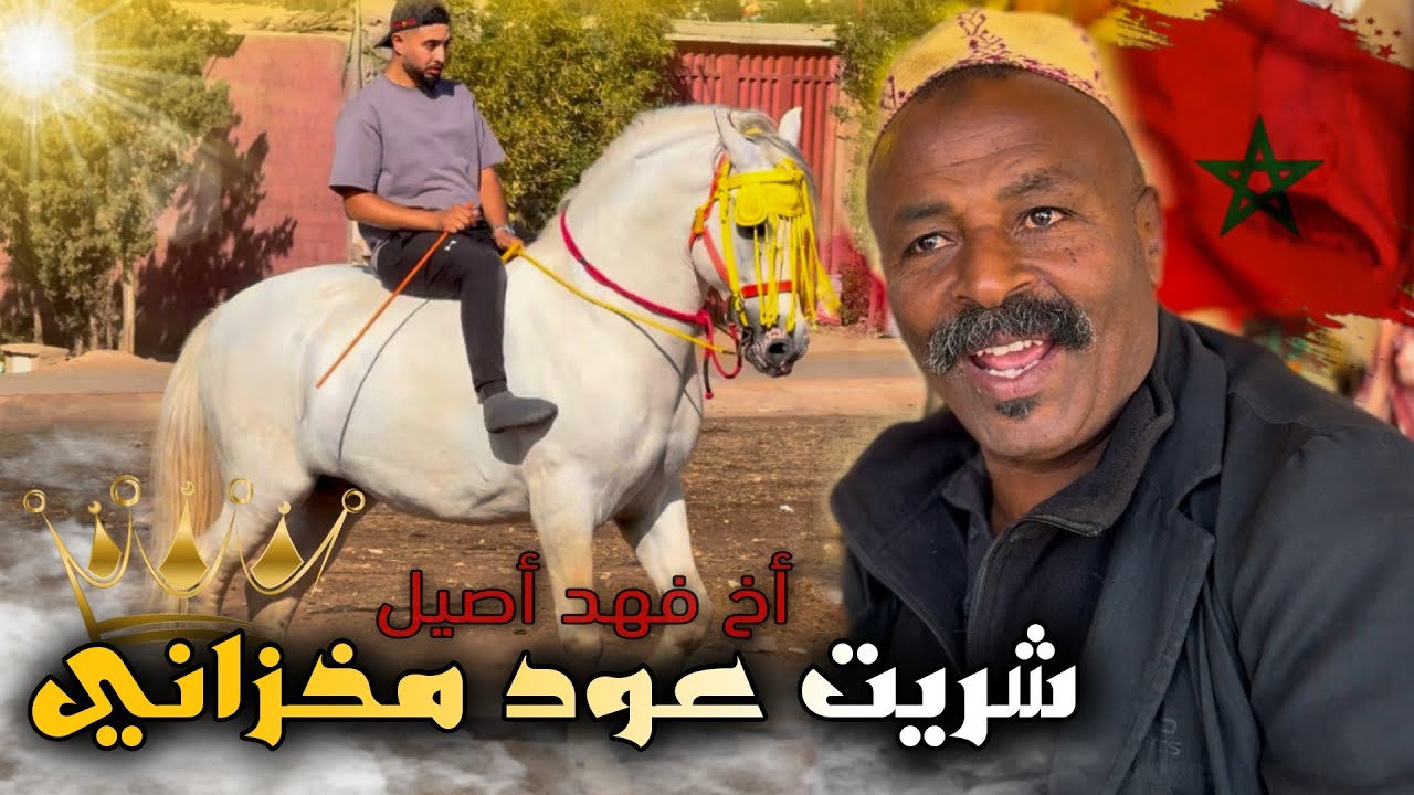 شريت حـصـان مخزاني ولد Robson أخ فهد الأصيل🥇لون أبيض حليب 🤍 حمق بـدريس 😱 واش كين لمليح ولا لا 🤔..