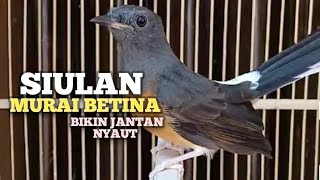 SUARA MURAI BATU BETINA memanggil jantan agar Emosi jadi NYAUT BUNYI GACOR BONGKAR MATERI ISIAN 