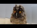 Сова - Смешные Совы/Приколы с Птицами - Funny Owls