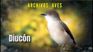 DIUCÓN - Archivos Aves