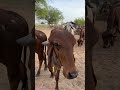 Best Tonic For Dairy Farming #shorts #multivitamin #dairyfarming