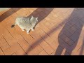 Кот гуляет по крыше/cat on the roof..из архива- зима  январь2022