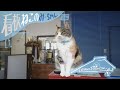 愛らしい接客でみんなに可愛がられている『アトリエ遊の猫』【とおの猫ぐらし#2】