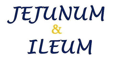 Chp20 | Anatomy of Jejunum and Ileum | Small Intestine | BDC Vol2 | Dr Asif Lectures