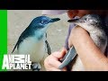 Training Day: JP The Baby Penguin Swims Solo  | The Zoo