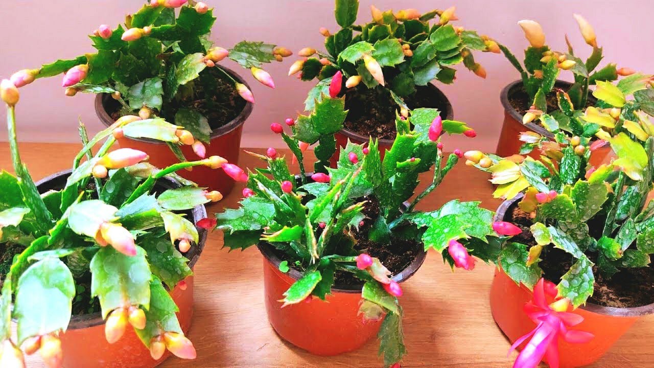 Yılbaşı Çiçeği Bakımı