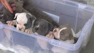 I LOVE PUPPIES AMERICAN BULLY .TOP DOGS IN THE WORLD .BIGDOGS ROMANIA KENNEL .ABKC