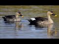 indian spot-billed duck sound for prefect hunting only for hunting lovers #hunting #sound #duck