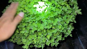 Cách trồng cúc mâm xôi Tết 2024 phần 15 - Xử lý chẻ đọt cho cây