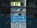 【海外鉄道】線路がジョイント音が😱 #鉄道 #電車 #鉄道 #train
