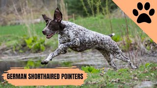 All about German Shorthaired Pointers