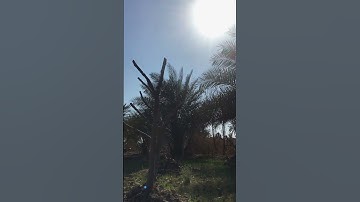 القران الكريم تلاوة خاشعة #القرآن_الكريم  #تلاوة_خاشعة  #تلاوة_هادئة
