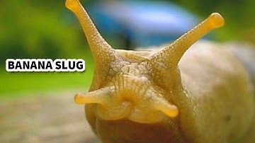 Banana Slug Facts: the YELLOW Slugs 💛 Animal Fact Files