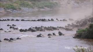 動物大遷徙 -- 牛羚渡河