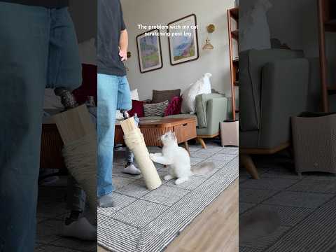 The ONLY THING in my apartment that cleans MORE than me?!