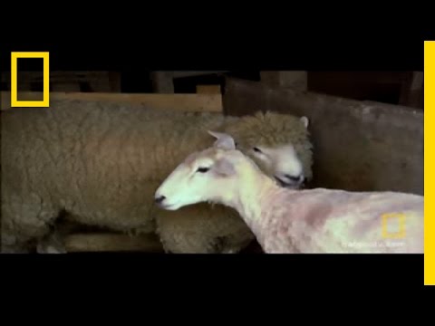 From Sheep to Rug | National Geographic