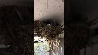 A nest of Barn Swallows. #swallow #swallownest #swallowbaby #swallowbabies #nest #nesting