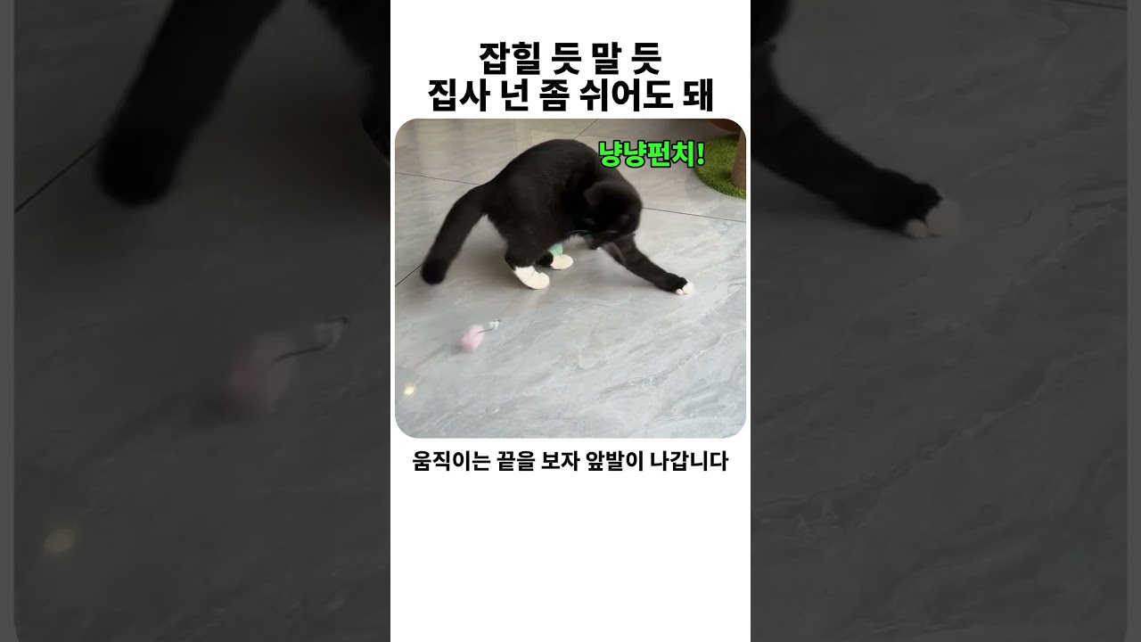 잡힐 듯 말 듯..집사 넌 좀 쉬어도 돼 #고양이