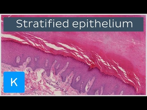 Video: Este țesutul epitelial stratificat?