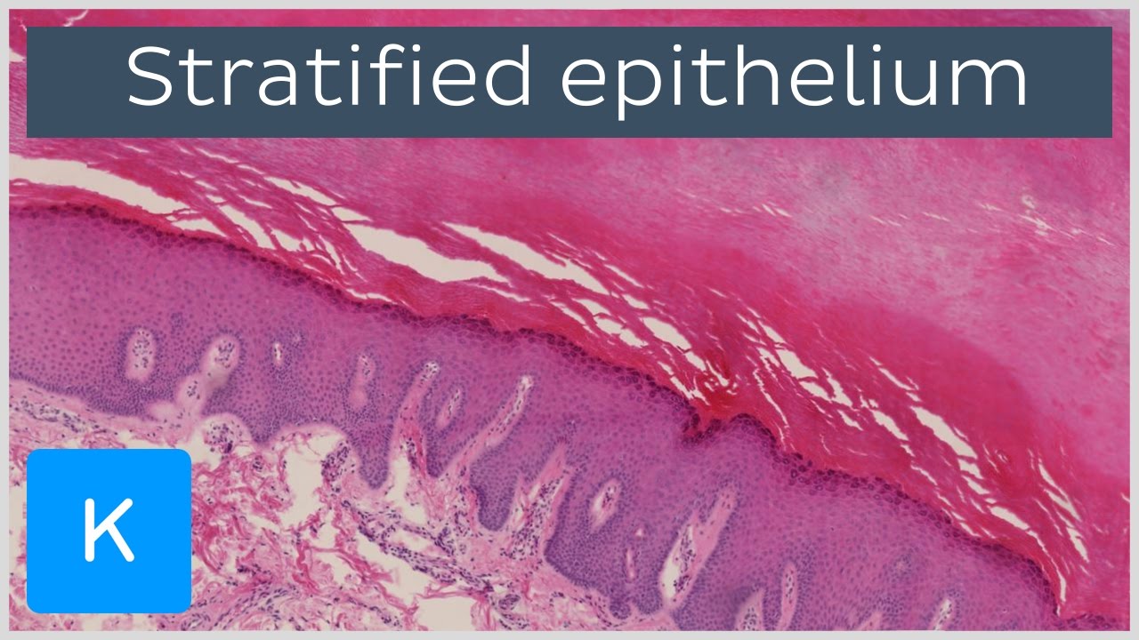 What Is Stratified Epithelium? (preview) Human Anatomy