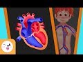 El sistema circulatorio del cuerpo humano para niños - Smile and Learn