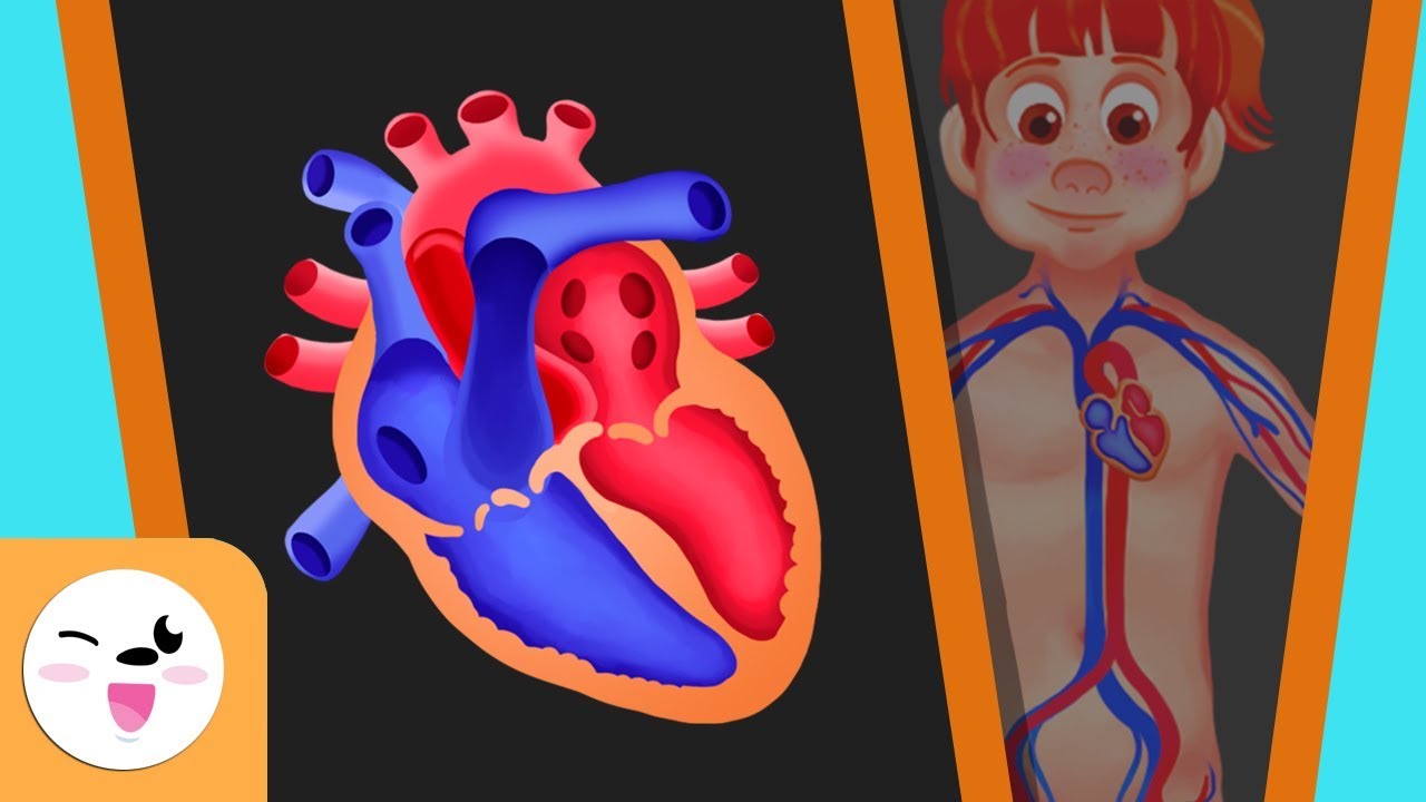 El sistema circulatorio del cuerpo humano para niños - Smile and Learn -  YouTube