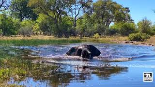 Elephant running through water - slow mo
