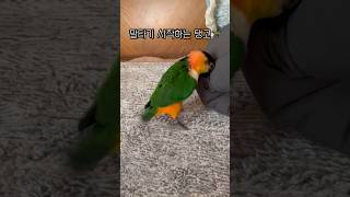 카이큐의 말타기 #shorts #parrot #caique #앵무새 #카이큐 #ズグロシロハラインコ