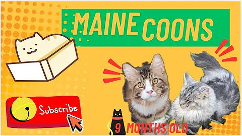 Video 10215211: maine coon kitten growing