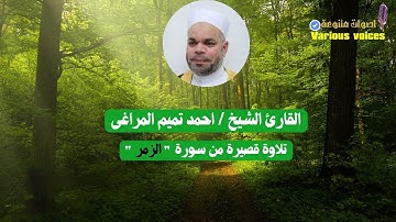 تلاوة قصيرة رائعة من سورة الزمر القارئ الشيخ احمد تميم المراغى #سورة_الزمر #تلاوة_قصيرة #القرآن