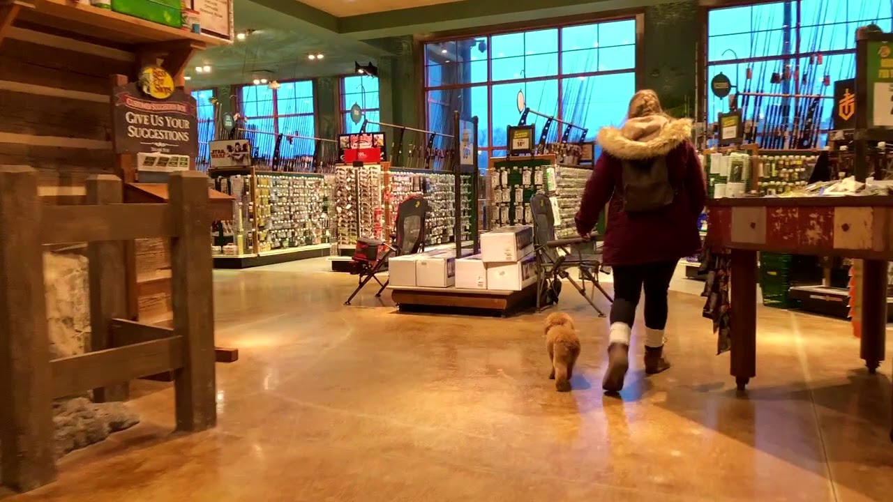 Best Dog Training Toledo, Ohio! 7 Month Old Toy Poodle, Lulu!