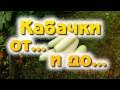 Кабачки от и до... От подготовки грядки с удобрением травой до конечного итога.