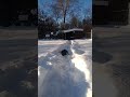 Ручной ворон Варвара чистит пёрышки в снегу