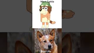 Bluey Characters In Real Life Part 4 : Chilli's Family/Cattle Family #shorts #bluey Bluey Characters In Real Life Part 4 : Chilli's Family/Cattle Family #shorts #bluey